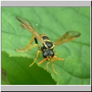 Tenthredo scrophulariae - Braunwurz-Blattwespe 04.jpg